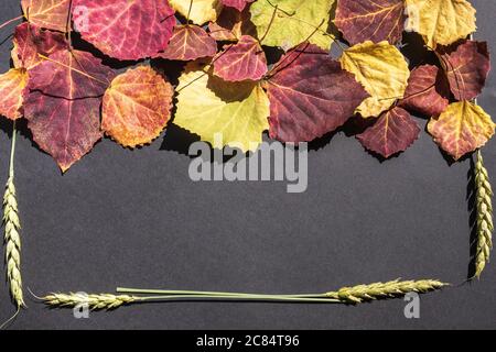 Bright multicolored autumn leaves and ears of wheat in the form of a frame on a black background. Seasonal texture with autumnal mood. Space for text. Stock Photo