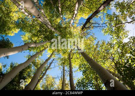 Silver birch trees at Wedge Pond, Kananaskis, Alberta, Canada. Stock Photo