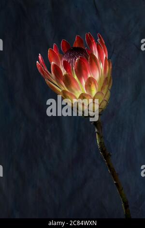 pink protea flower, isolated on grunge dark background, close up Stock Photo