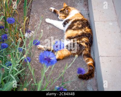 Tricolor calico female cat sleeping outdoors near the country house with blurry violet cornflowers blooming on the foreground. Stock Photo