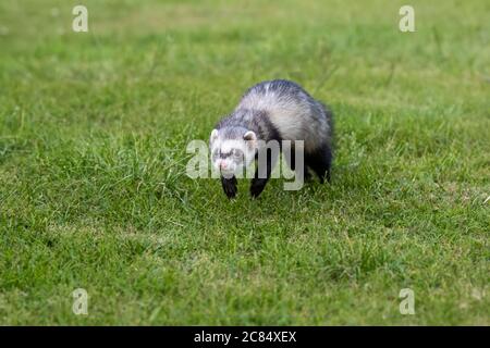 A domesticated Ferret  Mustela putorius furo  with brown and white fur exercising on a garden lawn Stock Photo