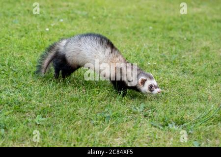 A domesticated Ferret  Mustela putorius furo  with brown and white fur exercising on a garden lawn Stock Photo
