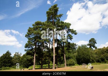 Toys Hill, Kent, UK. 21st July, 2020. Various trees bathed in sunshine on Toys Hill, Kent. The forecast is 19C with sunny intervals and a moderate breeze and is forecast to continue for the rest of the week. Credit: Keith Larby/Alamy Live News Stock Photo