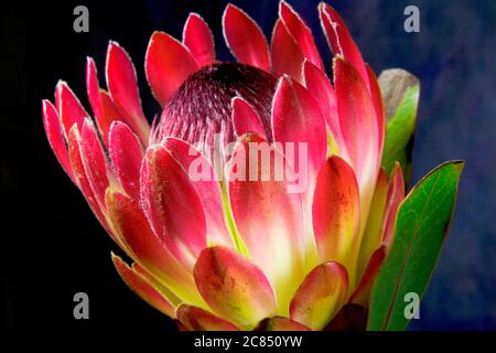 pink protea flower, isolated on grunge dark background, close up Stock Photo