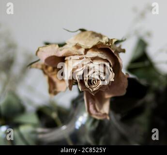 Dead orange rose with whit background Stock Photo