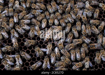 Bees on honeycombs and queen bee. The beekeeper. The hive from the inside, honey Stock Photo