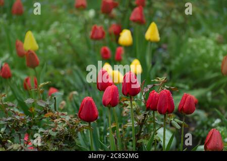 Red beautiful tulip Parad. Red tulips with green leaves Stock Photo - Alamy