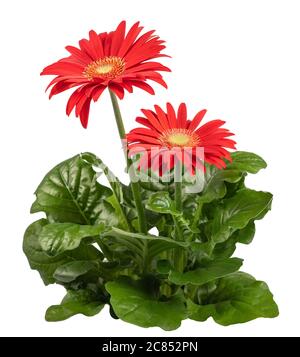 Red Gerbera plant  isolated on white background Stock Photo
