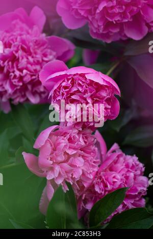 Scented pink peonies. Pink trendy colored peony. Beautiful pink peony close up. Blooming pink peony flower. Stock Photo