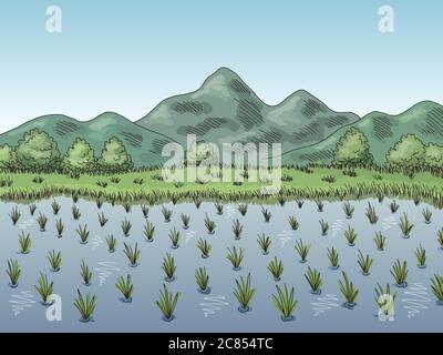 Paddy field drawing water from irrigation canal... - Stock Photo [67113234]  - PIXTA
