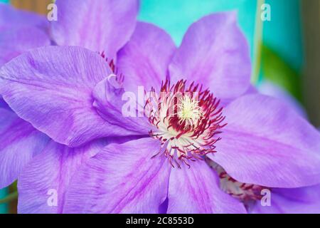 violet decorative clematis on turqouise grunge background, close up Stock Photo