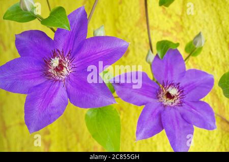 two violet decorative clematis on yellow grunge background, close up Stock Photo