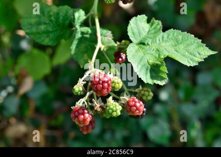 Wild bramble bush (Rubus fruticosus) with unripe and just ripening blackberries growing Stock Photo