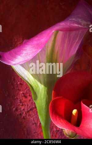 two calla lilly on grunge background, red and violet, close up Stock Photo