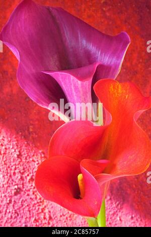 two calla lilly on grunge background, red and violet, close up Stock Photo