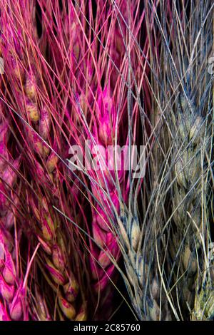 Wheat stalks are pink and gray. A beautiful photo of a special and strange wheat stalk. Stock Photo