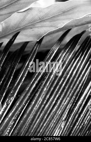 Closeup abstract black silver and white stripe slicing wavy background ...