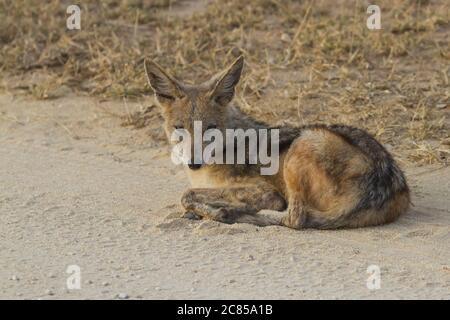 A Black-backed Jackal (Canis mesomelas) lying in the road in Kruger, South Africa Stock Photo