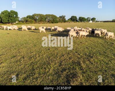 Aerial view of a large herd of cattle grazing in a dry field beside a ...