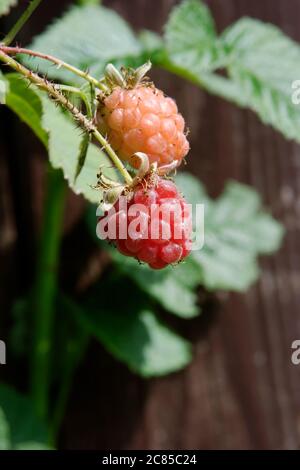 small tayberries fruits on a twig - fruits ripening in the sun close up Stock Photo