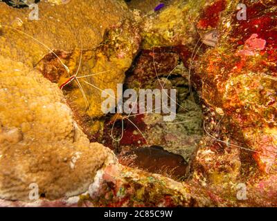 White banded cleaner shrimp, Lysmata amboinensis at a Red Sea coral reef near Hurghada in Egypt Stock Photo