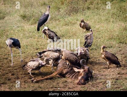 a flock of vultures fights over a fresh kill in Ngorogoro crater, in Tanzania, Africa. Stock Photo