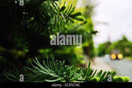 closeup of pine tree branch and needles in urban setting, fresh growth visible, road in the background, car passing with lights on, nature concept Stock Photo