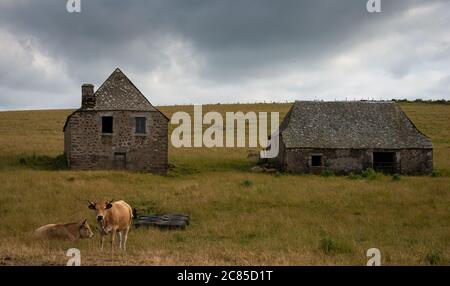 Stone built Rustic agricultural building and cows , Lozere , France . Stock Photo