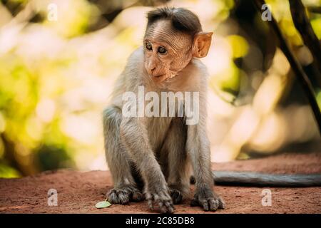 Goa, India. Young Infant Bonnet Macaque - Macaca Radiata Or Zati Sitting On park Ground. Portrait Of Cub. Monkey. Stock Photo