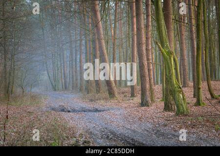 Misty autumn forest and tree trunks, cold day view Stock Photo