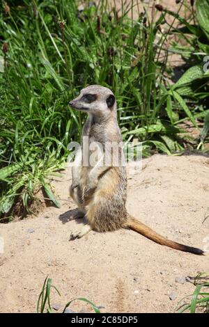 A meerkat sitting on a rock keeping an alert guard Stock Photo