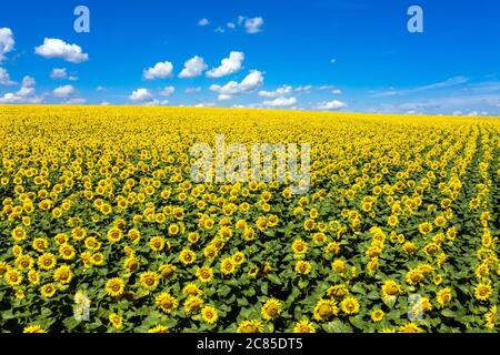 Sunflowers field on sky aerial view. Stock Photo