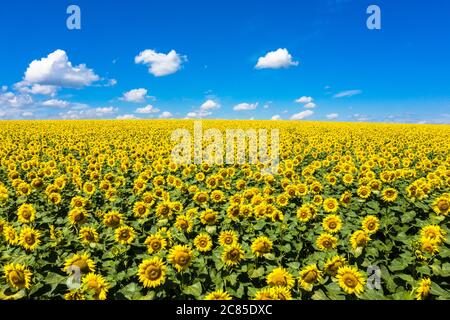 Summer Landscape of Golden Sunflower Field aerial view. Stock Photo
