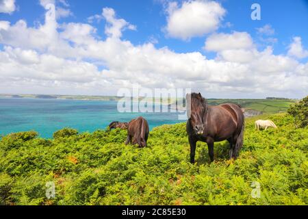 Domestic horses eating fern plants at Dodman point between Gorran Haven and Boswinger in South Cornwall, England, UK Stock Photo