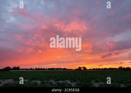 Beautifully coloured sky with clouds during sunset and green beet field Stock Photo