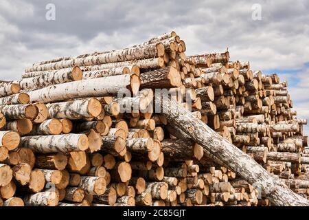many felled birch trunks are stacked in a woodyard before processing or transportation Stock Photo