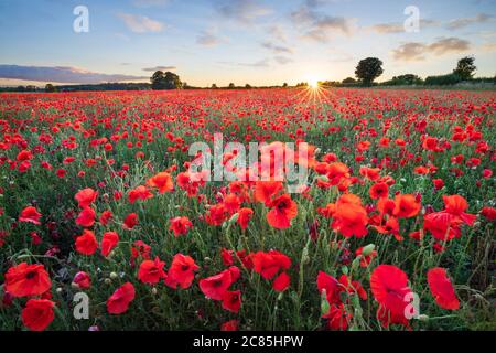 Red poppies growing in field at sunset, near Hungerford, West Berkshire, England, United Kingdom, Europe Stock Photo