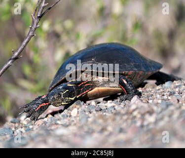 Painted turtle close-up profile view on gravel, displaying turtle shell, legs, head in its habitat and environment. Stock Photo