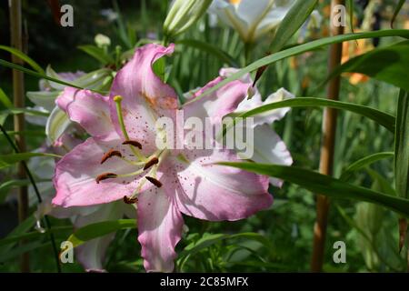 Lilium Joséphine Stock Photo