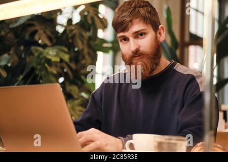 Young handsome bearded man intently looking in camera while working on laptop in cafe Stock Photo