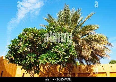 Plumeria tree with white flowers and date palm tree on blue sky background in sunny summer day Stock Photo