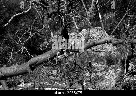 Grayscale shot of tree branches Stock Photo