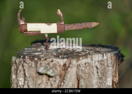 Rusty old vintage pocketknife on top of a stump on summer evening in the forest Stock Photo