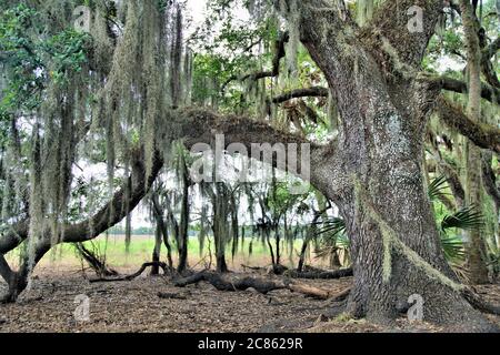 Lovely Spanish moss hanging from a stately live oak tree in Florida Stock Photo