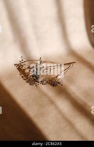 Abstract creative minimal composition with a dry grass over kraft paper. Stock Photo