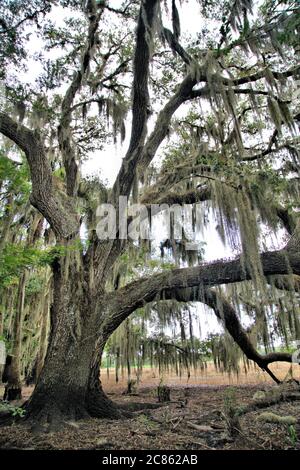 Lovely Spanish moss hanging from a stately live oak tree in Florida Stock Photo