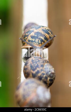 Garden Snails - helix aspersa - on compost bin Stock Photo