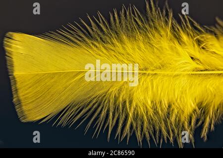 Close up of a yellow feather on black backgorund Stock Photo
