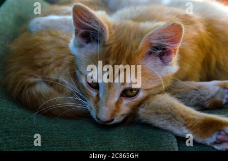 Front view of cute beautiful cat sleeping in her dreams on a classic British patterned quilt Stock Photo