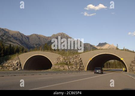 Alberta, Canada  August, 2005: Overpass for migrating animals to help prevent accidents with vehicles along the Trans-Canada highway through Banff National Park. ©Bob Daemmrich Stock Photo